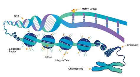 哪些组蛋白修饰可遗传？_染色质