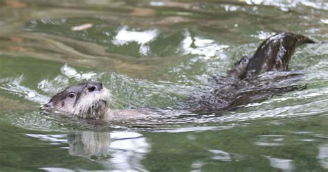 Detroit Zoo expands river otters' aquatic center