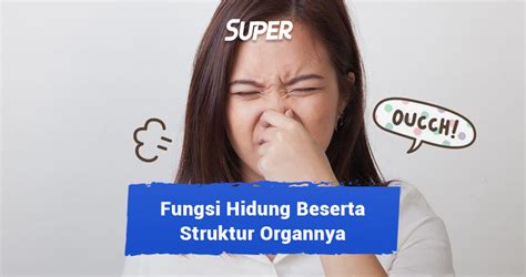 Mengenal Fungsi Hidung Beserta Struktur Organnya