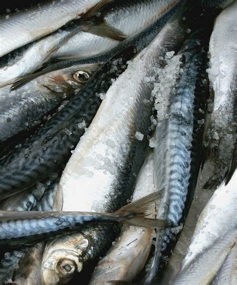Bildet : vann, sjømat, sardin, Kult bilde, matte, milkfish, sild, makrell, ansjos, saltfisk ...