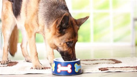 Dog’s Excessive Drinking Is Concern — Pet Central by Chewy