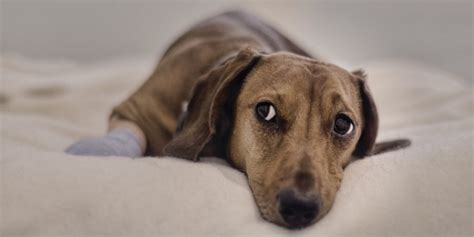 Treatment and Advice for Soft Tissue Trauma in Canines