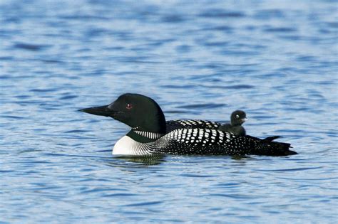 Common Loon Facts | Waterbird Species | DK Find Out