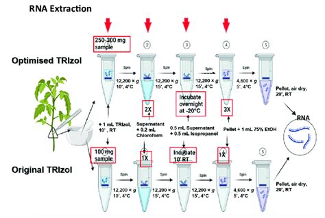 Workflow of RNA extraction using TRIzol reagent: Original protocol... | Download Scientific Diagram