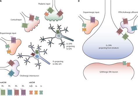 Cholinergic system changes in Parkinson's disease: emerging therapeutic ...