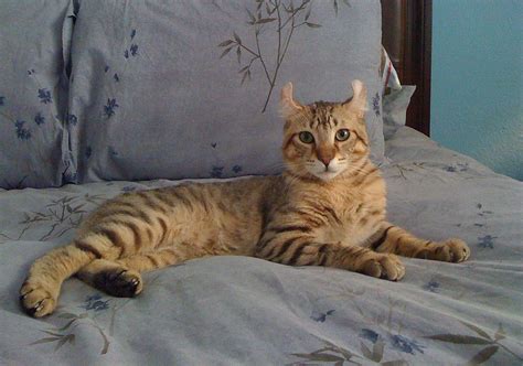 List of experimental cat breeds - Wikipedia