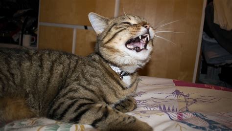 Why Is My Cat Sneezing A Lot? What Should I Do? - CatTime