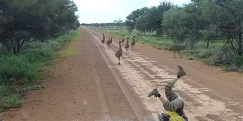 Want To Get An Emu To Come To You? All You Need To Do Is This (VIDEO ...