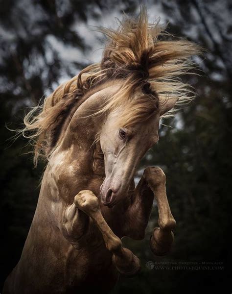 25 Horse Photography Tips: Take Great Equine Photography