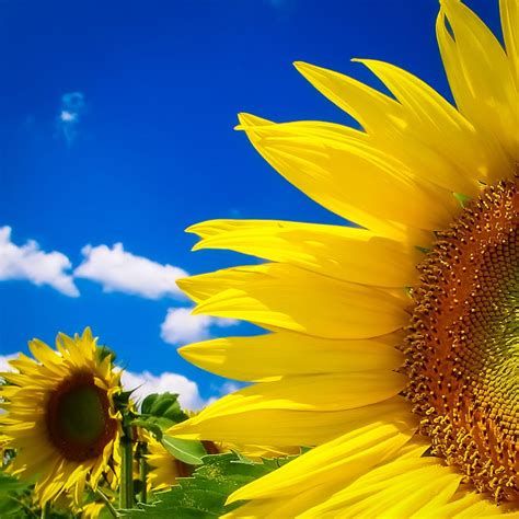 Beautiful Fall Sunflower Wallpapers - Top Free Beautiful Fall Sunflower Backgrounds ...