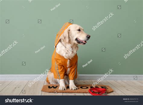 Funny Dog Raincoat Lead Near Color Stock Photo 2003670173 | Shutterstock