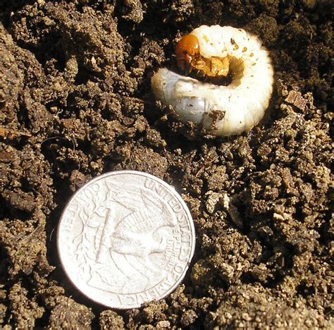 Vermont Food and Garden: Japanese Beetle Larva