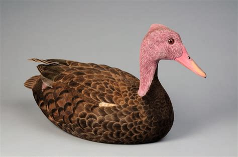 Search For The Lost Pink-Headed Duck Gets Underway In Myanmar - Global ...