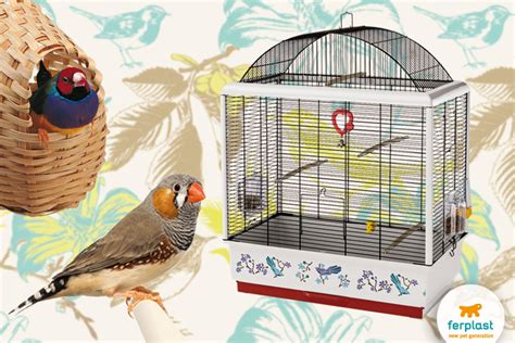 Caring for finches: species, prices and keeping them - LOVE FERPLAST