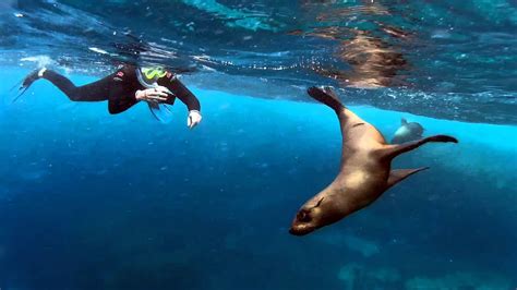 Top Tips for Swimming with Seals - Little Group Hotels - Online Hotel Booking Tips