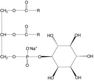 Phosphatidylinositol | CAS 383907-36-6 | SCBT - Santa Cruz Biotechnology