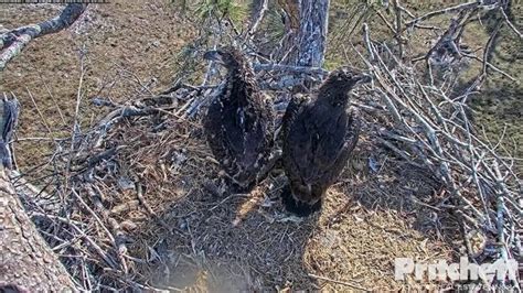 An update on Harriet & M15’s last brood: Southwest Florida Eagle Cam founder to speak at CCFW ...