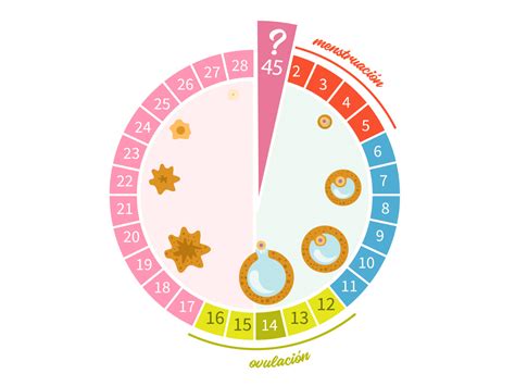 Calendario de un ciclo menstrual: conócelo de principio a fin