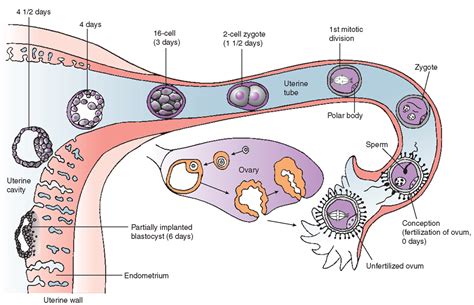 Normal Pregnancy (Maternal and Newborn Nursing) Part 2