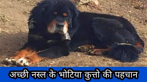 Pure Bhotia Dog Or Mix Bhotia Dog भोटिया कुत्ते की पहचान कैसे करे #Bhotia Uttarakhand Wale - YouTube