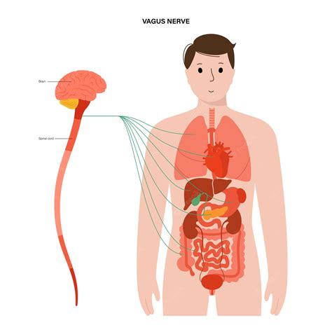 Premium Vector | Vagus nerve diagram