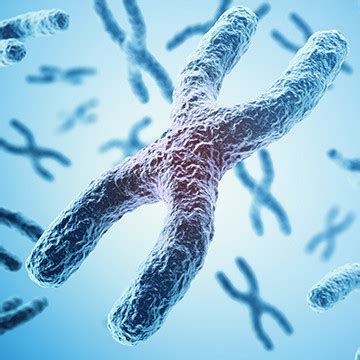 What is the difference between aneuploidy and euploidy?