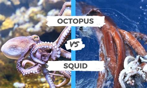 Octopus vs Squid: All you need to Know