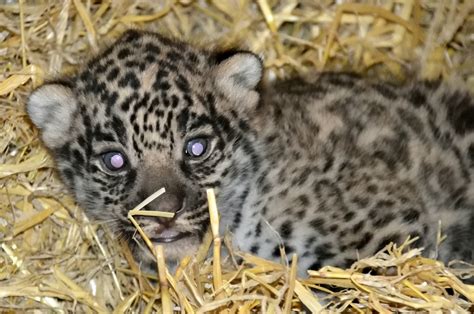 A pair of adorable baby jaguars have been born at a wildlife park | real fix