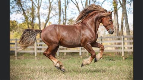 Chestnut Friesian in 2023 | Beautiful horses, Horse photos, Horse pictures