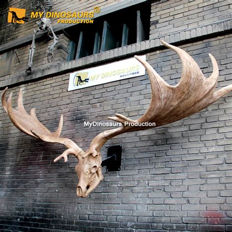 AS-051 Life Size Irish Megaloceros Skull for Sale | My Dinosaurs