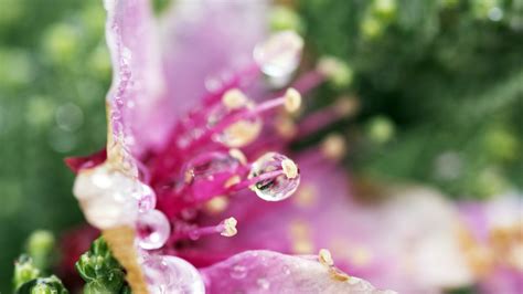 1280x720 Droplets Flower 720P ,HD 4k Wallpapers,Images,Backgrounds ...