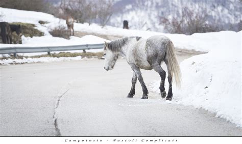 Wallpaper : snow, Freezing, horse like mammal, winter, mane, ice, mustang horse, pack animal ...