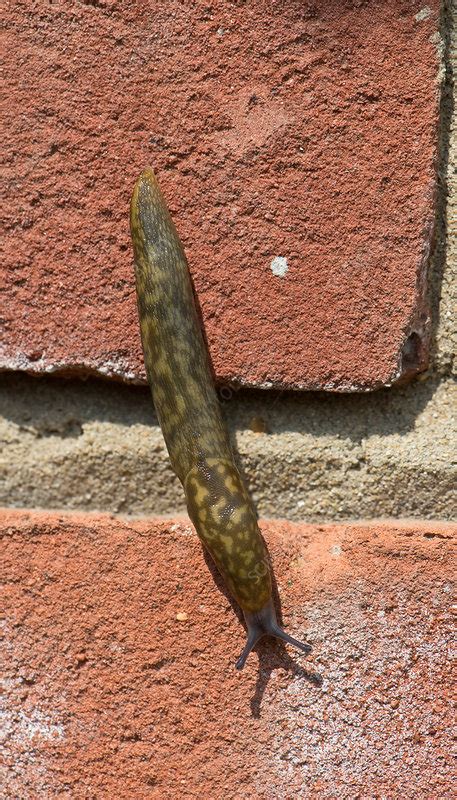 Leopard slug - Stock Image - C040/1789 - Science Photo Library