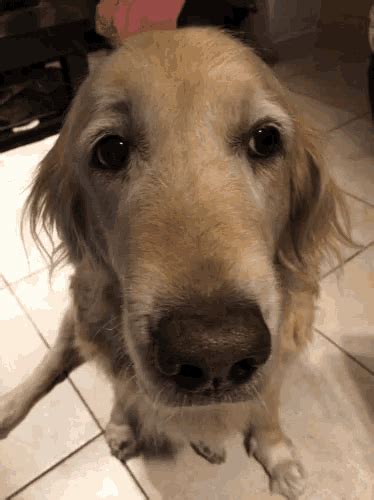 Golden Retriever Dog GIF - GoldenRetriever Dog Sad - Discover & Share GIFs