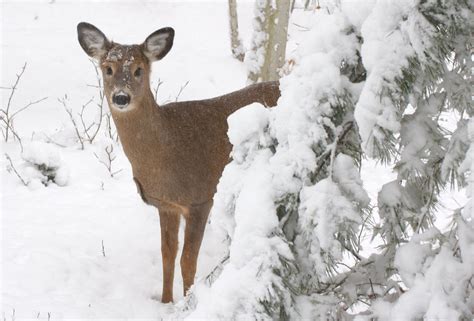 Not all mammals hibernate. How do they survive a cold winter? | NCPR News