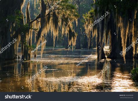 15,182 Bayou Images, Stock Photos & Vectors | Shutterstock