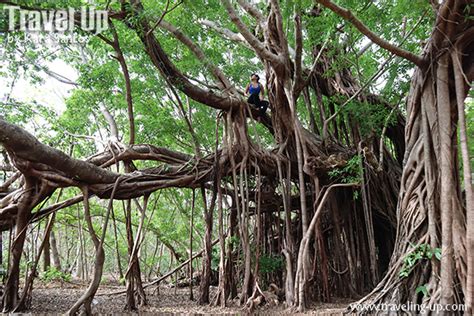 Bewitching Balete Trees around the Philippines – Travel Up