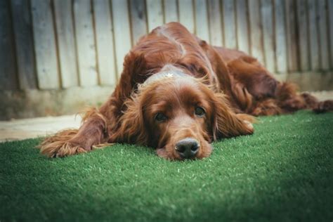 Why Do Dogs Eat Rocks-The Dangers Of Rock Eating | Just For Your Dog