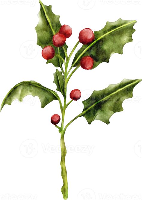 watercolor holly flower 16532547 PNG