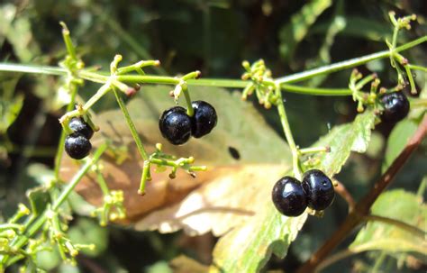 Rubia Cordifolia or Manjistha | Chandigarh Ayurved & Panchakarma Centre