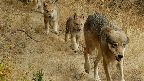 A new gray wolf pack found in California : NPR