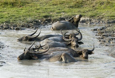 Edit free photo of Buffalo,asiatic,wild,mud,animal - needpix.com