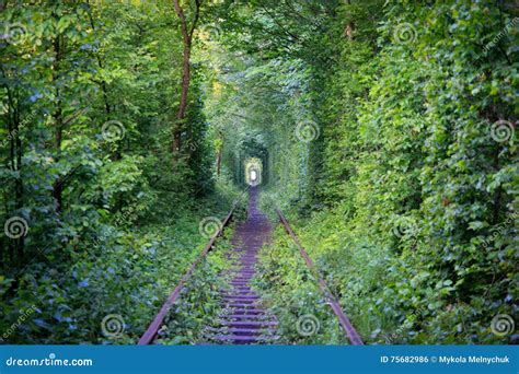 Tunnel of love. stock photo. Image of bushes, character - 75682986