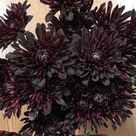 Malbec Pom Poms | Burgundy dahlia, Florist supplies, Halloween photoshoot