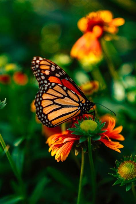 Monarch Butterflies Wallpapers - Top Free Monarch Butterflies Backgrounds - WallpaperAccess