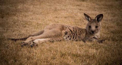 Tours in Tasmania: Tasmanian Wildlife and Tasmanian Bird Tours