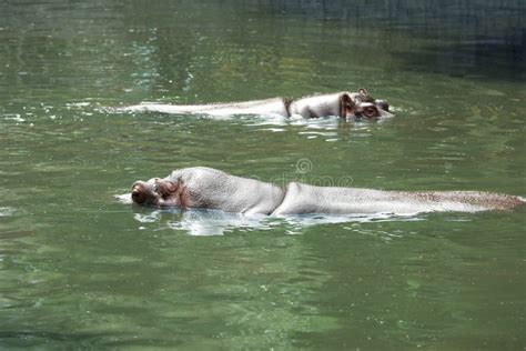 Big Hippopotamuses Swimming in Pond at Zoo Stock Photo - Image of sanctuary, amphibius: 229973732