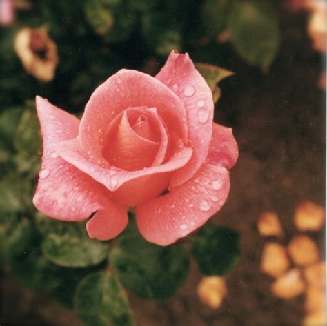 Pink Budding Rose With Raindrops 5 x 5