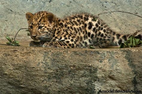 Baby Amur leopard by amrodel on DeviantArt