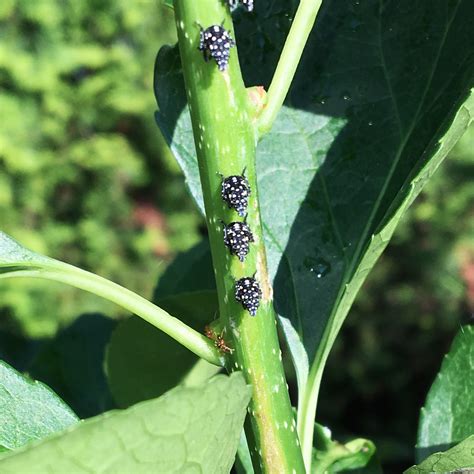 This is what lanternfly larvae looks like. It's easy to scrape off with a dead gift card, or the ...